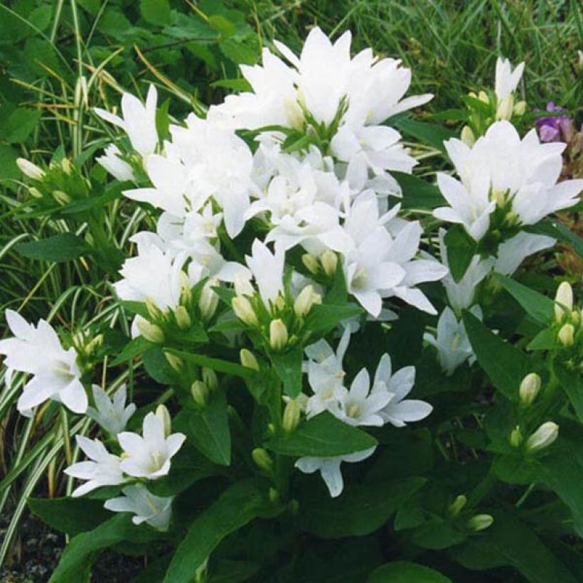 Campanula glomerata Alba - Knäuel-Glockenblume (Hafen)