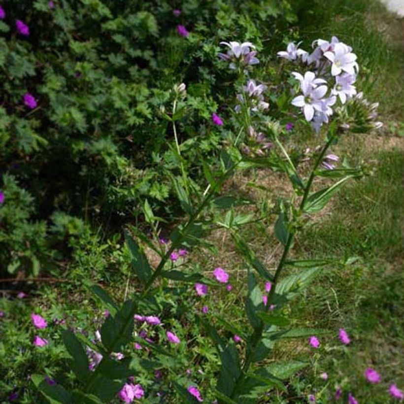 Dolden-Glockenblume Loddon Anne - Campanula lactiflora (Hafen)