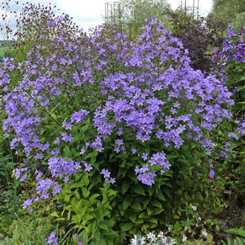 Dolden-Glockenblume Prichard s variety - Campanula lactiflora (Hafen)