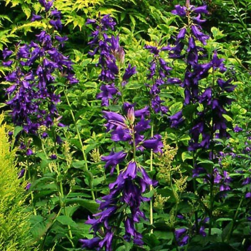 Campanula latifolia var. macrantha - Breitblättrige Glockenblume (Hafen)