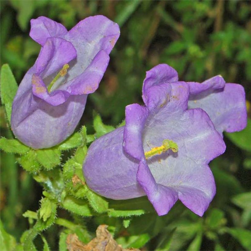 Marien-Glockenblume Blau - Campanula medium (Blüte)