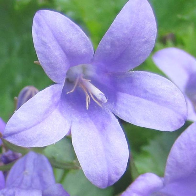 Dalmatiner Glockenblume - Campanula portenschlagiana (Blüte)