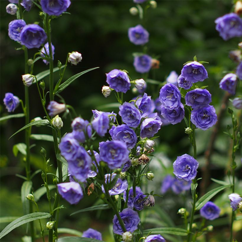 Pfirsichblättrige Glockenblume La Belle - Campanula persicifolia (Blüte)