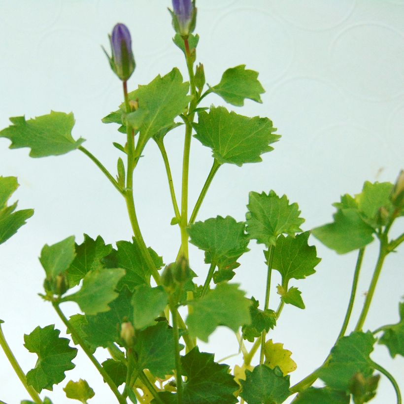 Campanula poscharskyana Resholt Variety - Hängepolster-Glockenblume (Laub)