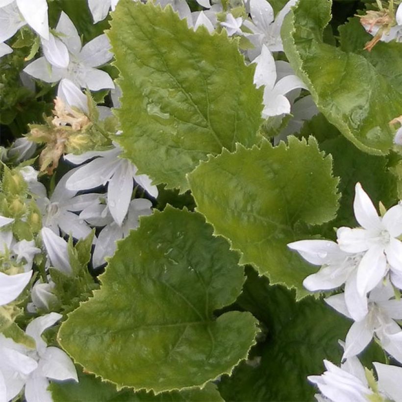 Campanula poscharskyana E.H. Frost - Hängepolster-Glockenblume (Laub)