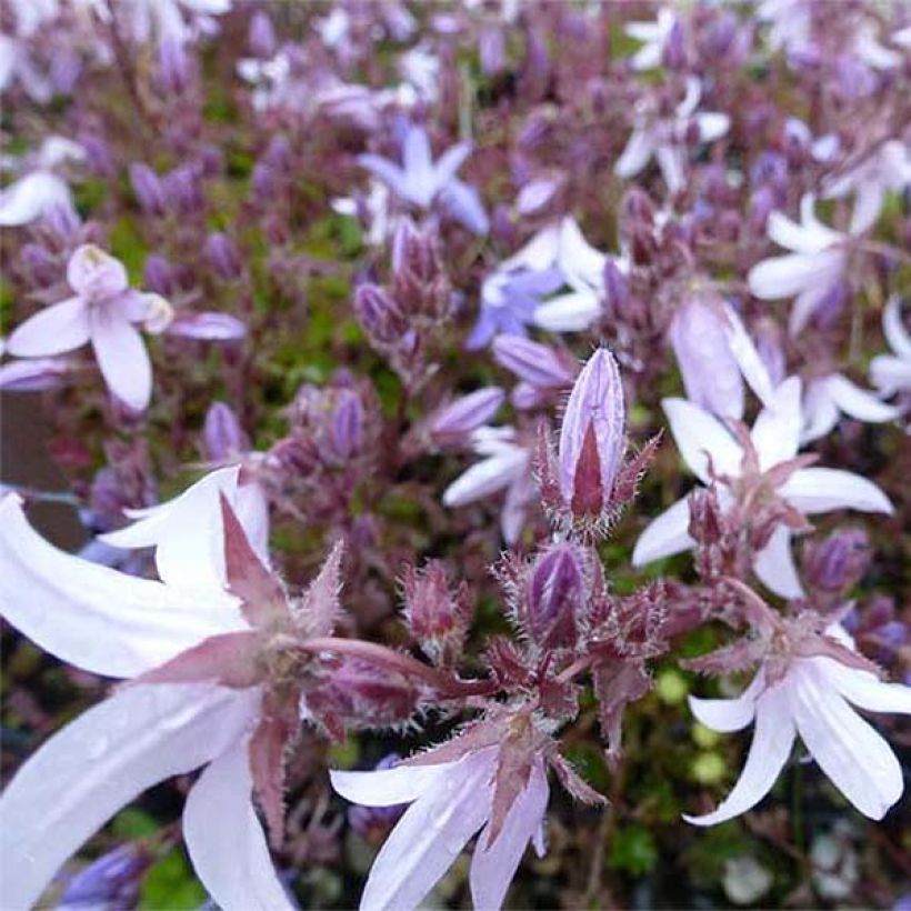 Campanula poscharskyana Lisduggan Variety - Hängepolster-Glockenblume (Blüte)