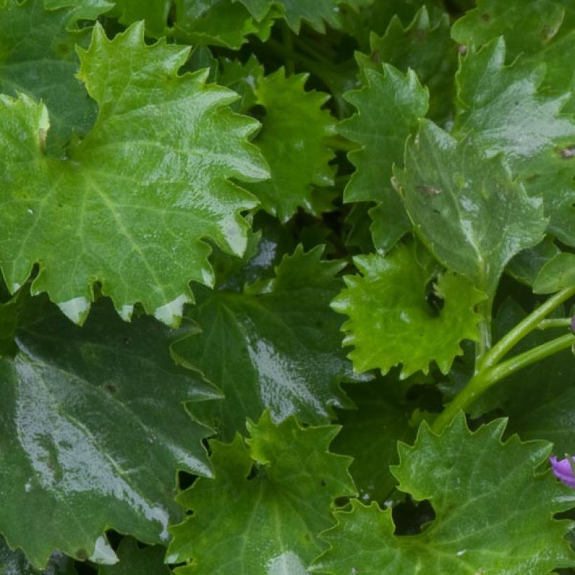 Campanula poscharskyana - Hängepolster-Glockenblume (Laub)