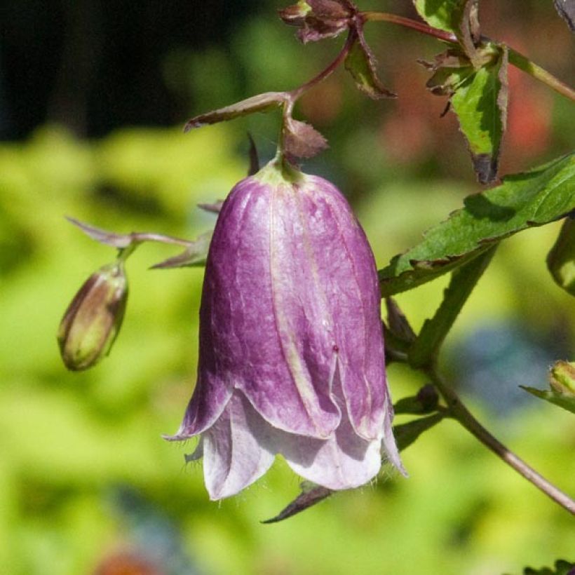 Campanula punctata Pantaloons - Gepunktete Glockenblume (Blüte)