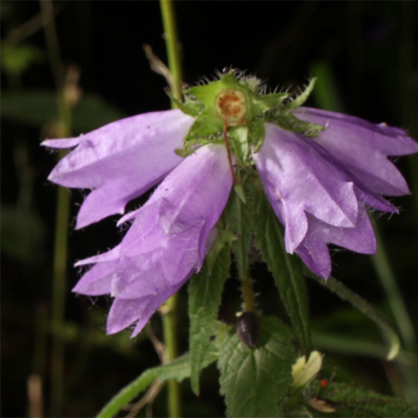 Campanula trachelium - Nesselblättrige Glockenblume (Blüte)