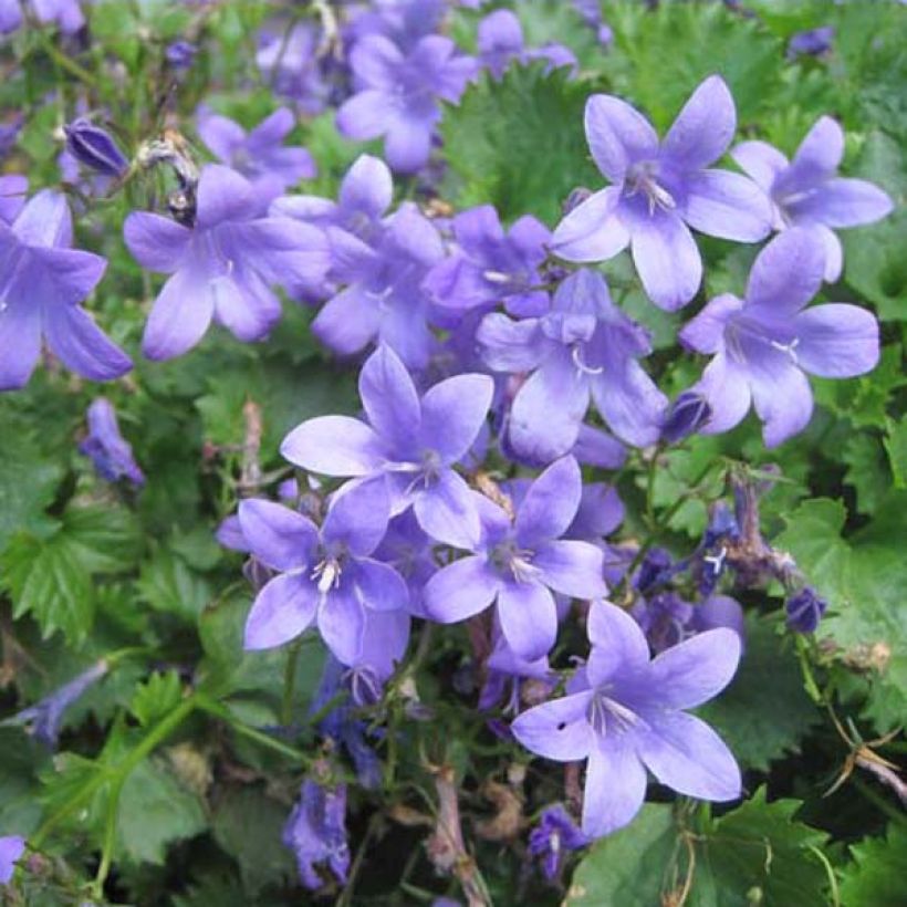 Dalmatiner Glockenblume - Campanula portenschlagiana (Hafen)