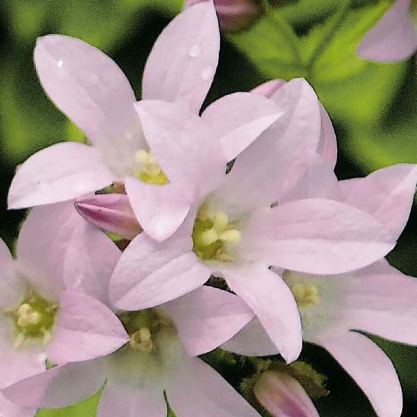 Dolden-Glockenblume Loddon Anne - Campanula lactiflora (Blüte)