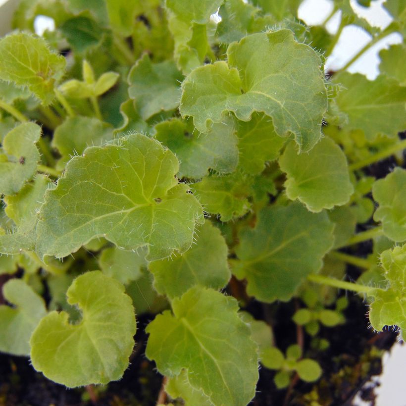 Campanula carpatica - Karpaten-Glockenblume (Laub)