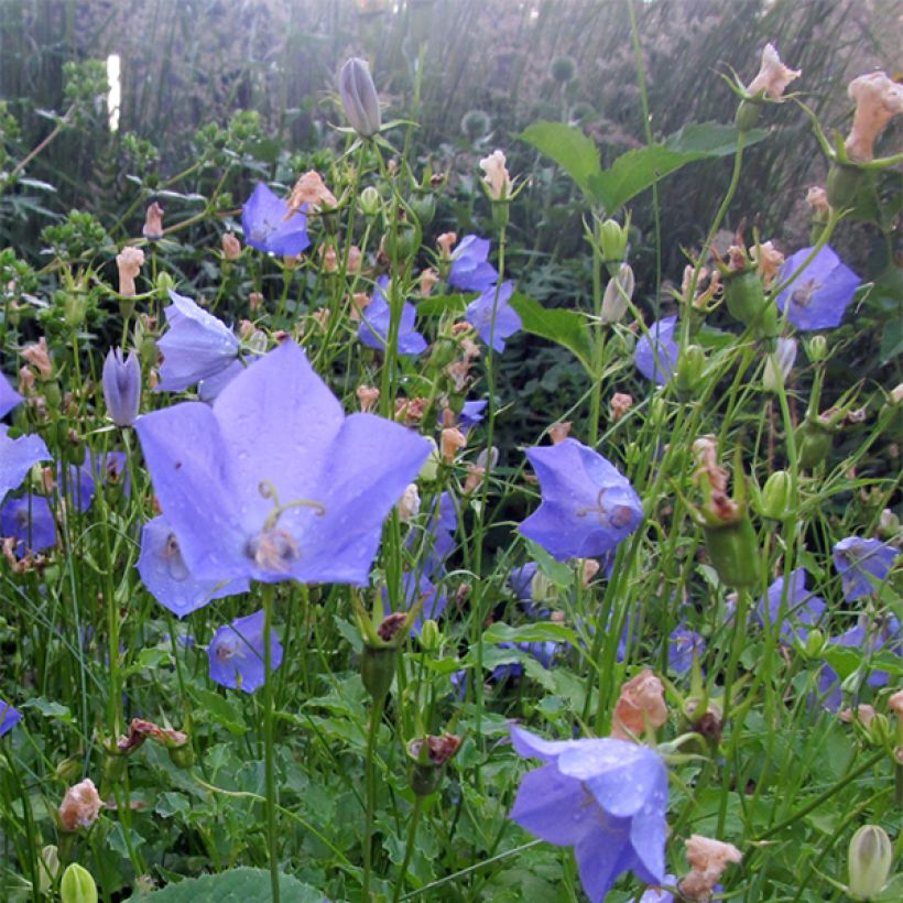 Campanula carpatica Molly Pinsent - Karpaten-Glockenblume (Blüte)