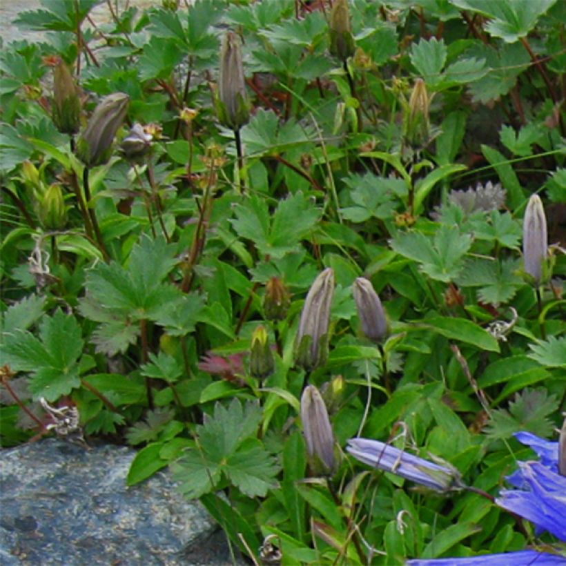 Campanula chamissonis Major - Glockenblume (Laub)