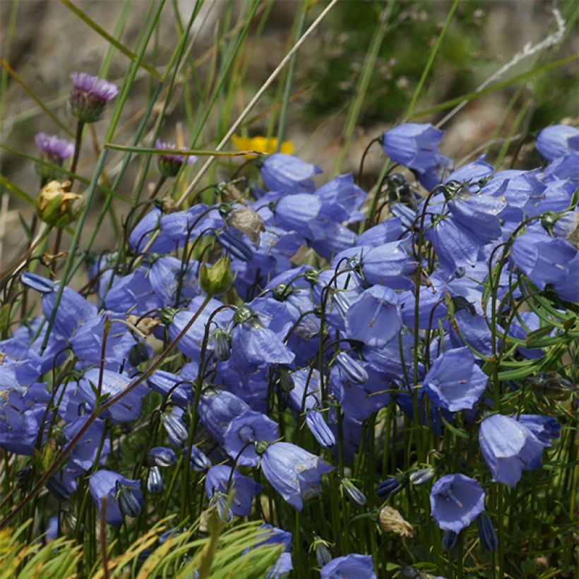 Campanula cochleariifolia Bavaria Blue - Zwerg-Glockenblume (Blüte)