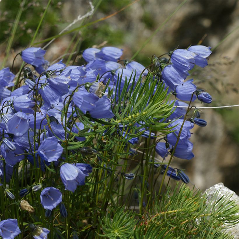 Campanula cochleariifolia Bavaria Blue - Zwerg-Glockenblume (Hafen)