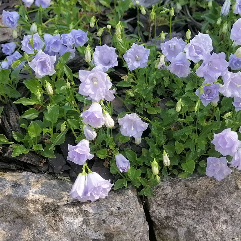 Campanula cochleariifolia Elizabeth Oliver - Zwerg-Glockenblume (Hafen)