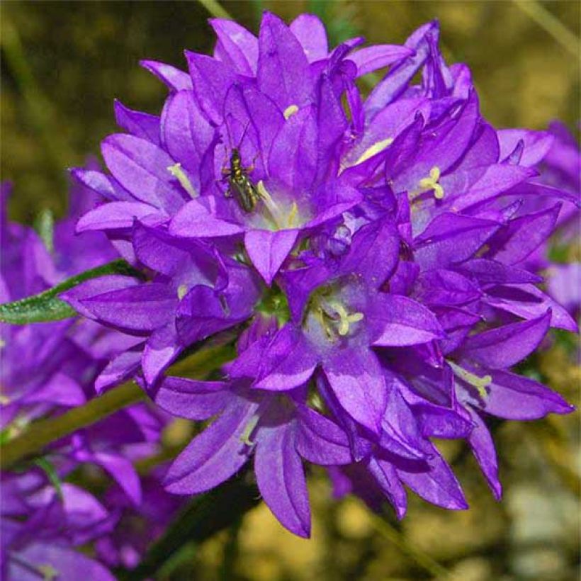 Campanula glomerata Joan Elliot - Knäuel-Glockenblume (Blüte)