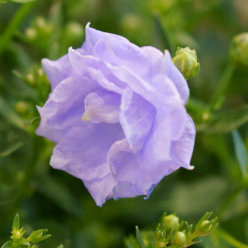 Campanula haylodgensis Plena - Glockenblume (Blüte)