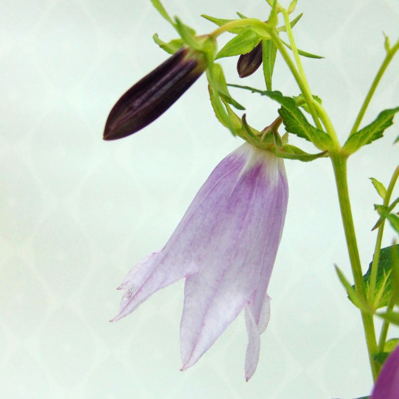 Campanula punctata Iridescent Bells - Pyramiden-Glockenblume (Blüte)