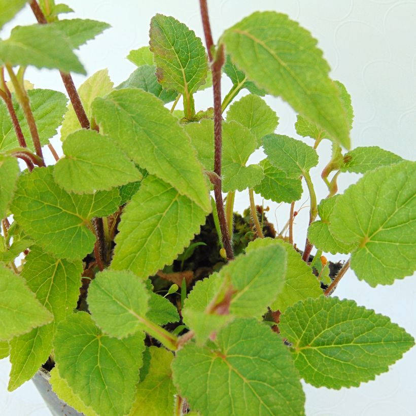 Campanula takesimana Ringsabell Mulberry Rose - Korea-Glockenblume (Laub)