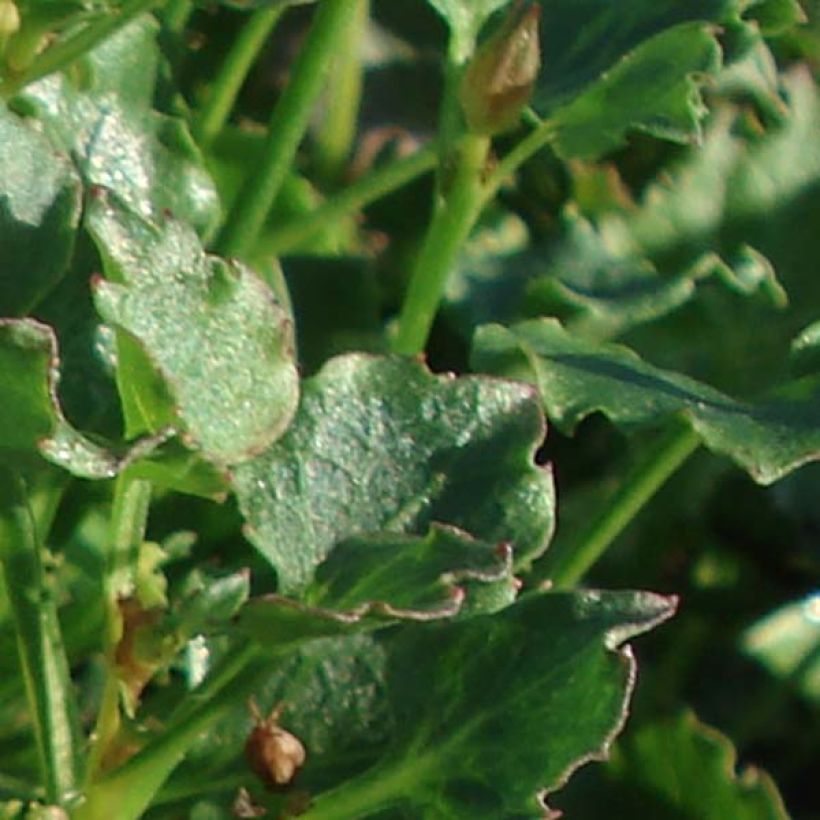 Campanula Royal Wave - Karpaten Glockenblume (Laub)