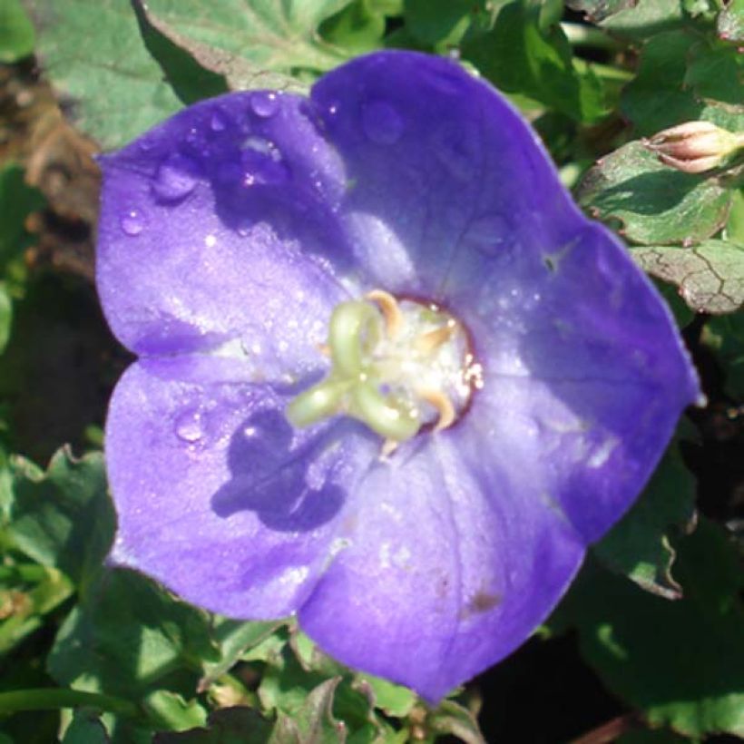 Campanula Royal Wave - Karpaten Glockenblume (Blüte)