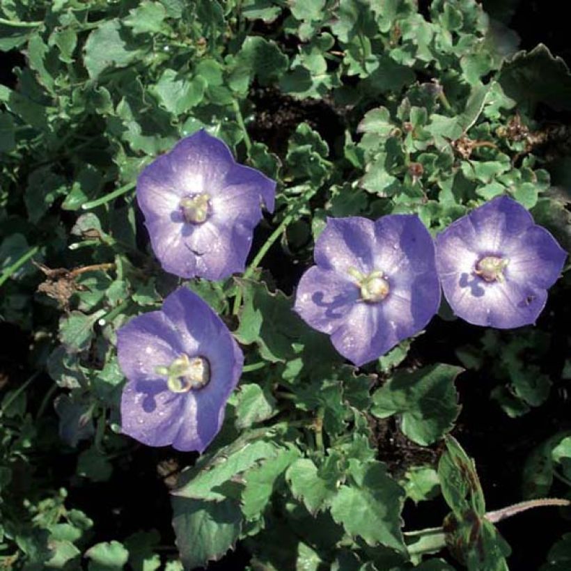 Campanula Royal Wave - Karpaten Glockenblume (Hafen)