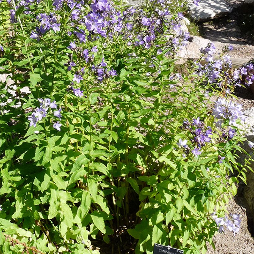 Dolden-Glockenblume - Campanula lactiflora (Hafen)