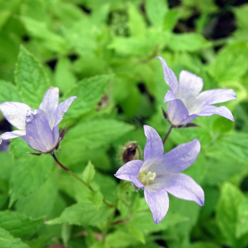 Dolden-Glockenblume Prichard s variety - Campanula lactiflora (Blüte)