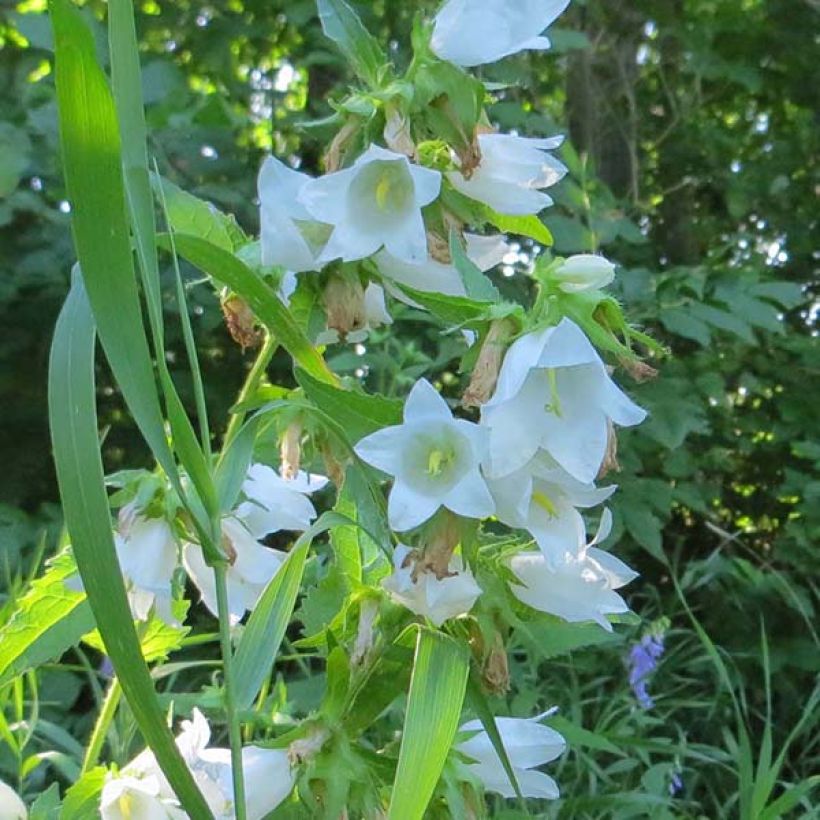 Campanula latifolia var. macrantha alba - Breitblättrige Glockenblume (Blüte)