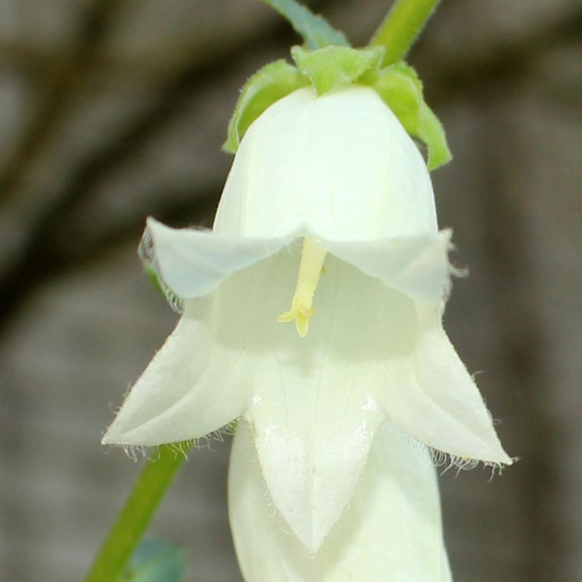 Campanula ochroleuca - Knoblauchraukenblättrige Glockenblume (Blüte)