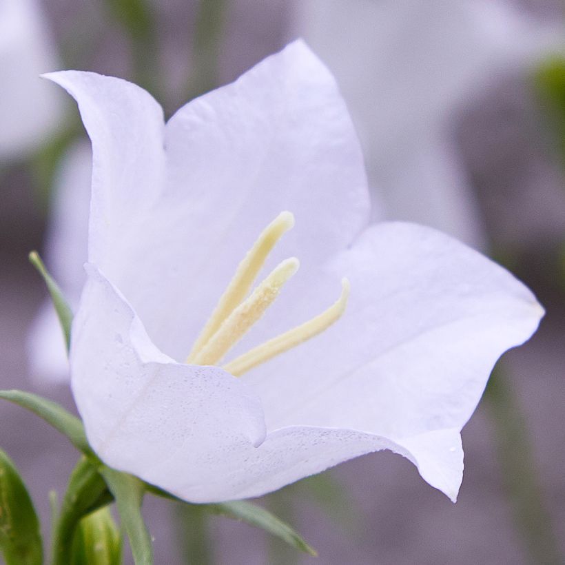 Pfirsichblättrige Glockenblume var. planiflora f.alba - Campanula percisifolia (Blüte)