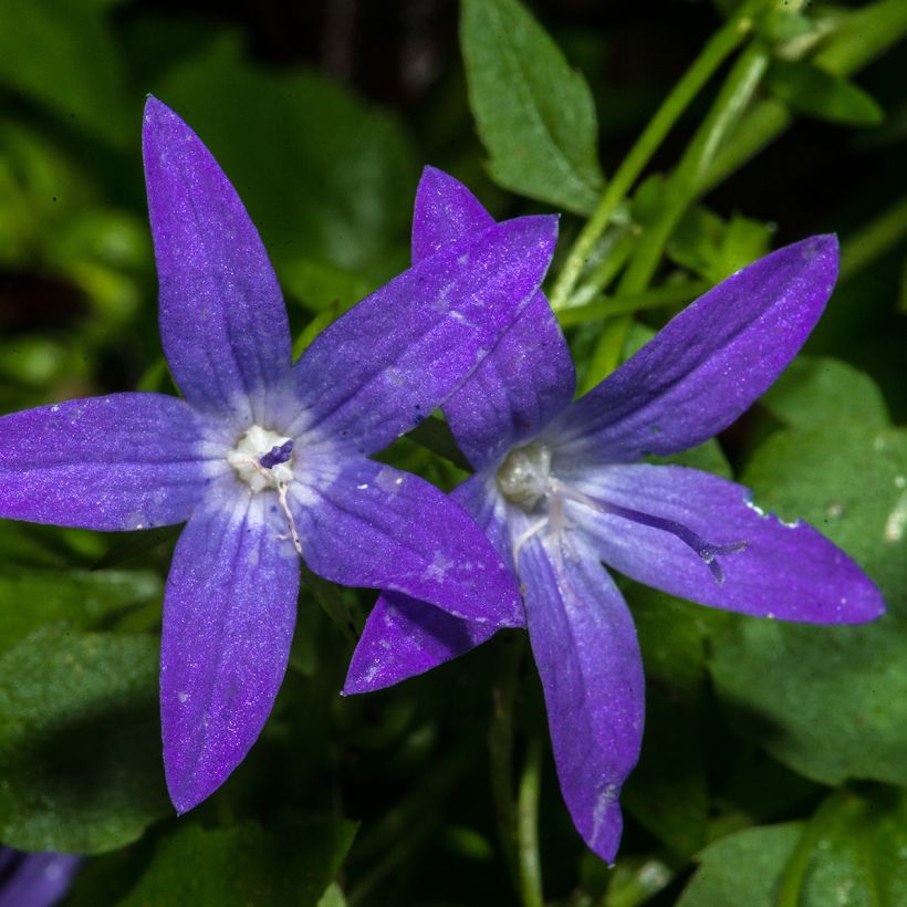 Campanula poscharskyana - Hängepolster-Glockenblume (Blüte)