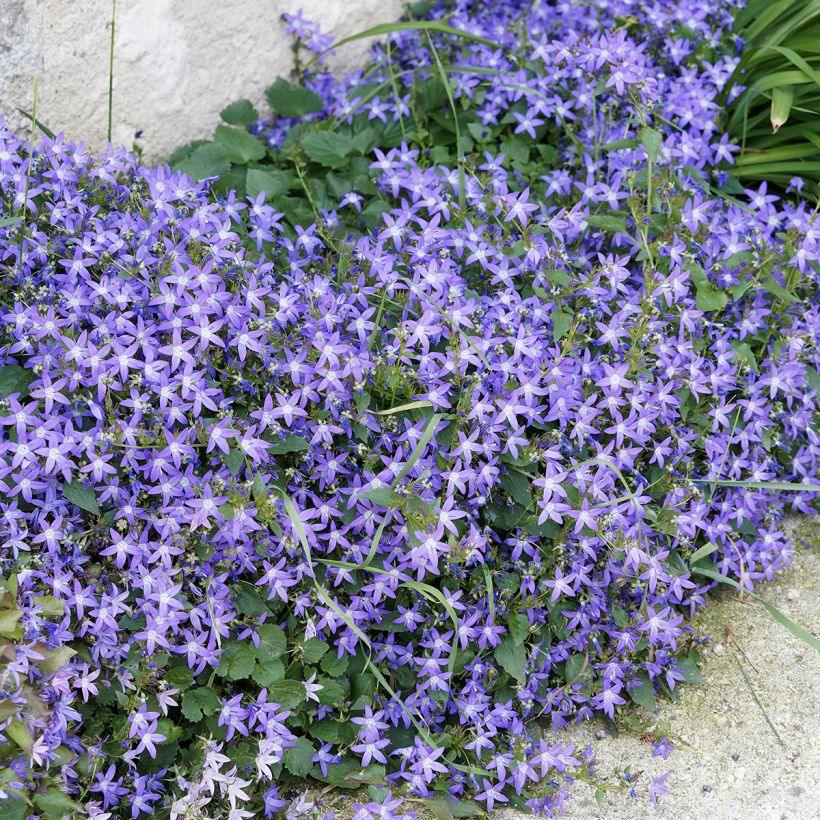 Campanula poscharskyana - Hängepolster-Glockenblume (Hafen)