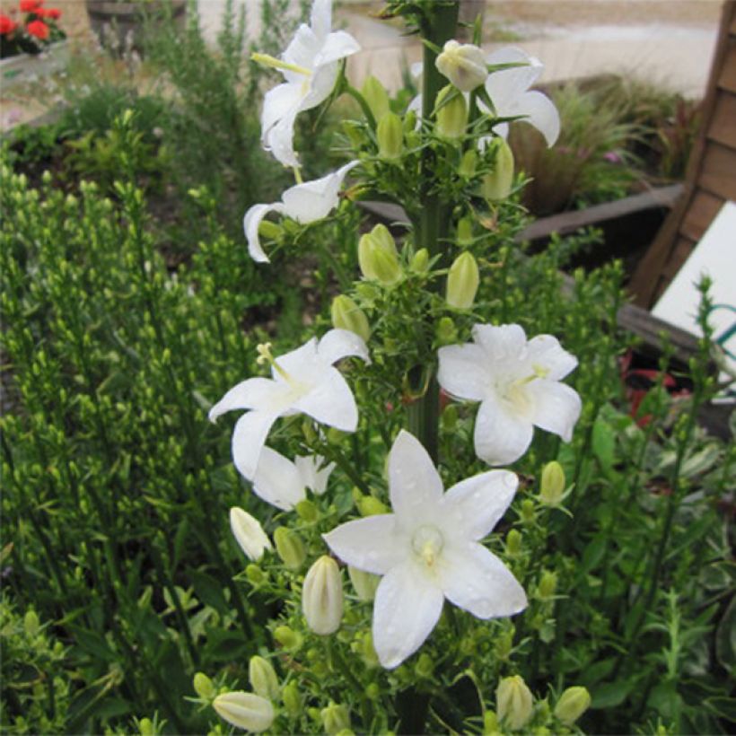 Campanula pyramidalis Alba - Pyramiden-Glockenblume (Blüte)