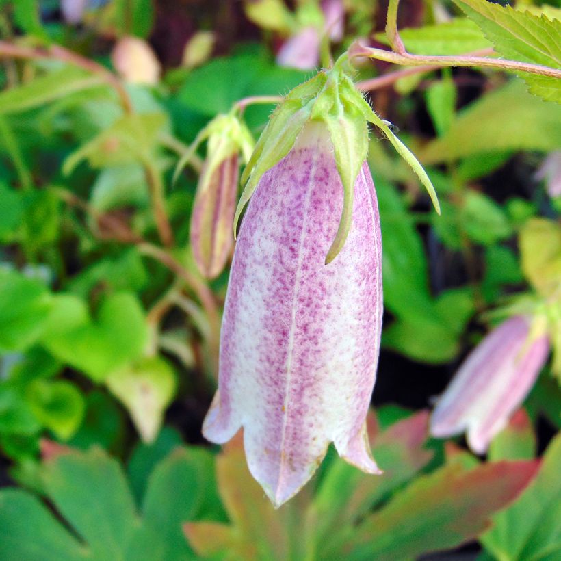 Campanula takesimana Elisabeth - Korea-Glockenblume (Blüte)