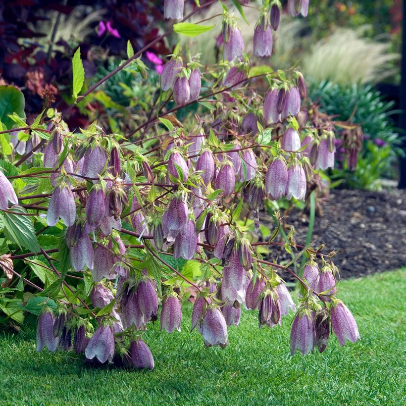 Campanula takesimana Elisabeth - Korea-Glockenblume (Hafen)