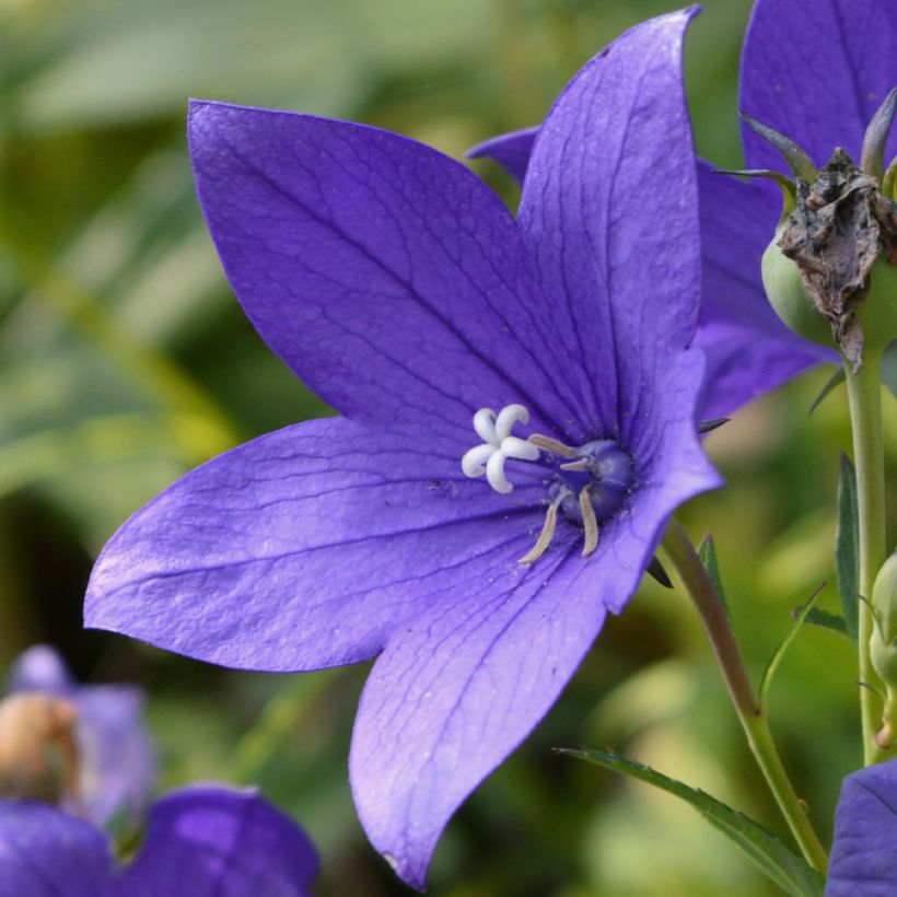 Campanula waldsteiniana - Waldsteins Glockenblume (Blüte)