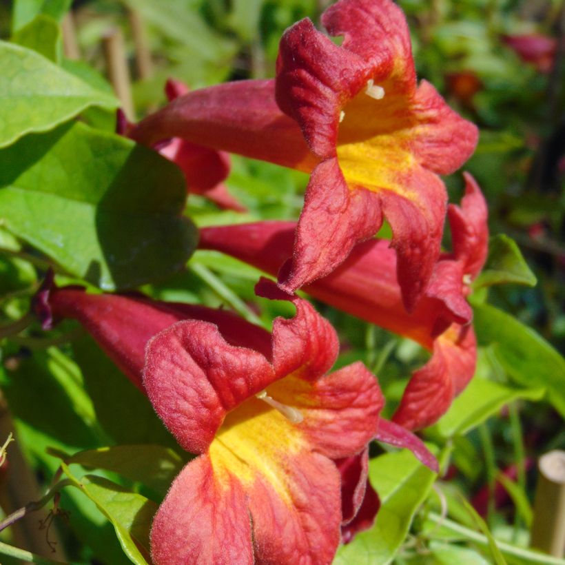 Campsis capreolata Atrosanguinea - Trompetenblume (Blüte)