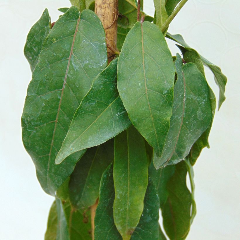 Campsis capreolata - Trompetenblume (Laub)