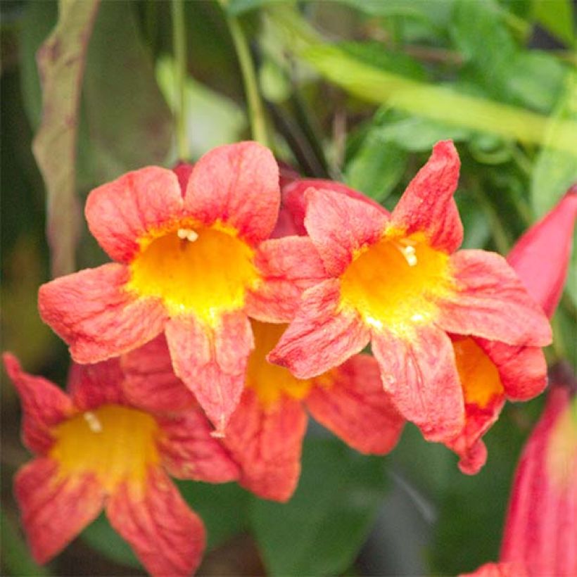 Campsis capreolata Tangerine Beauty - Trompetenblume (Blüte)