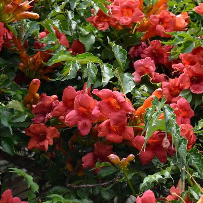 Campsis radicans Atropurpurea - Amerikanische Klettertrompete (Blüte)