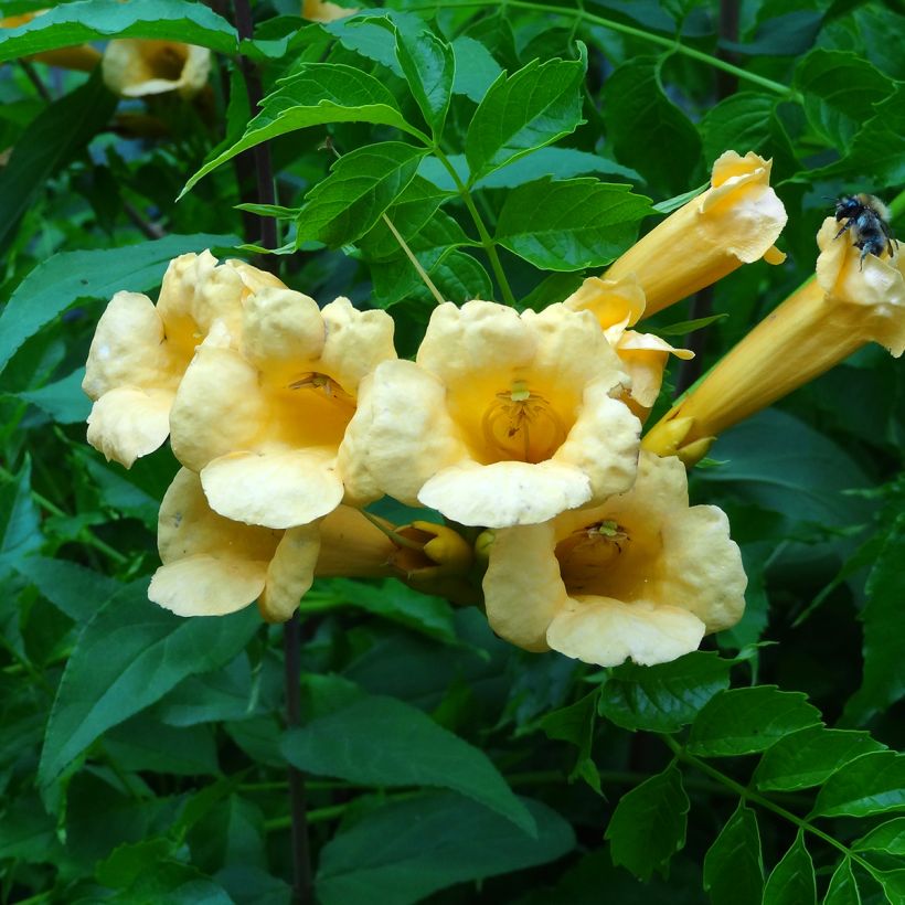 Campsis radicans Yellow Trumpet - Amerikanische Klettertrompete (Blüte)