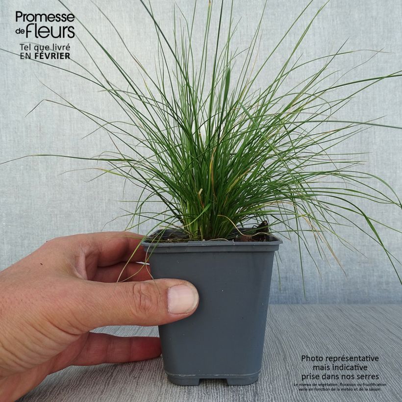 Exemplar von Canche cespiteuse Vivipara - Deschampsia cespitosa Godet de 9cm wie im Herbst geliefert