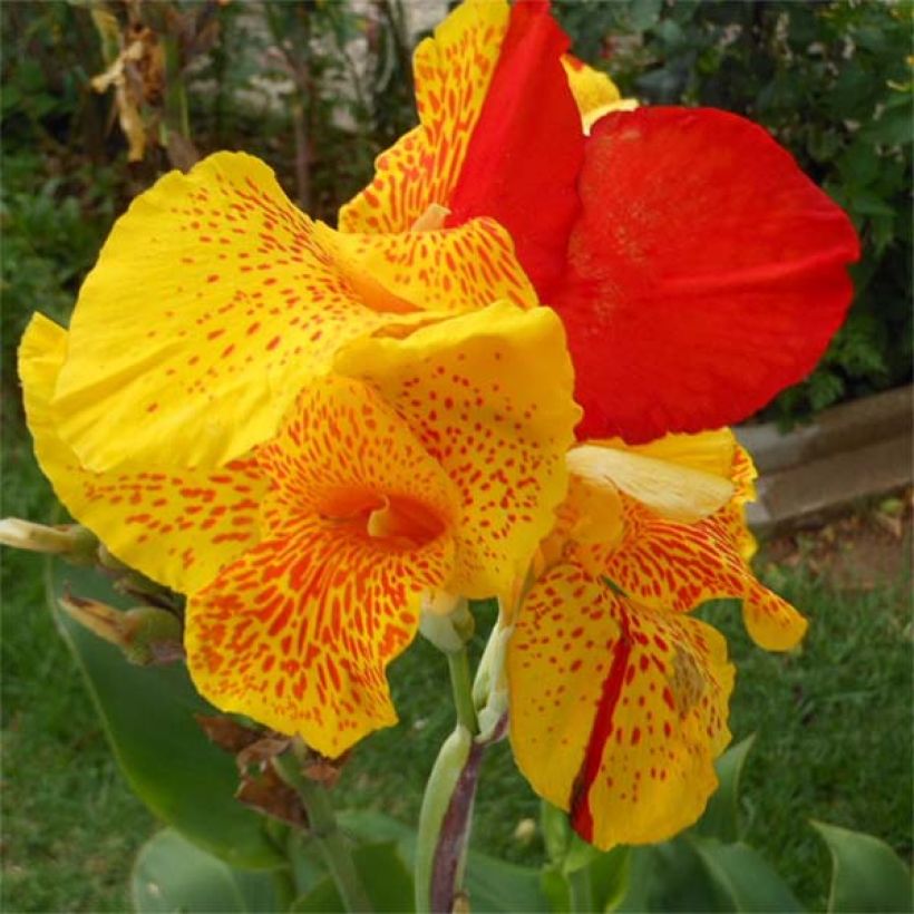 Blumenrohr Cleopatra - Canna (Blüte)