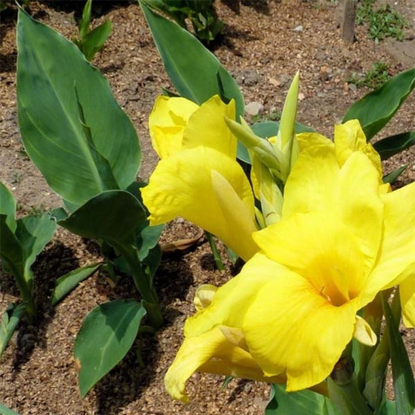 Blumenrohr Felix Ragout - Canna (Laub)