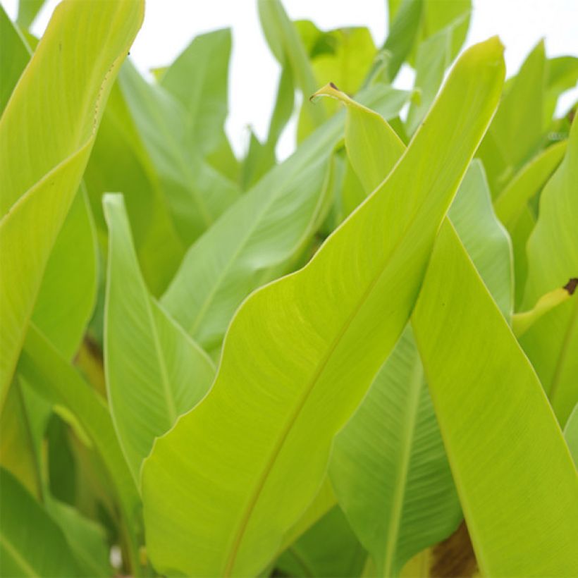 Blumenrohr Lolita - Canna (Laub)