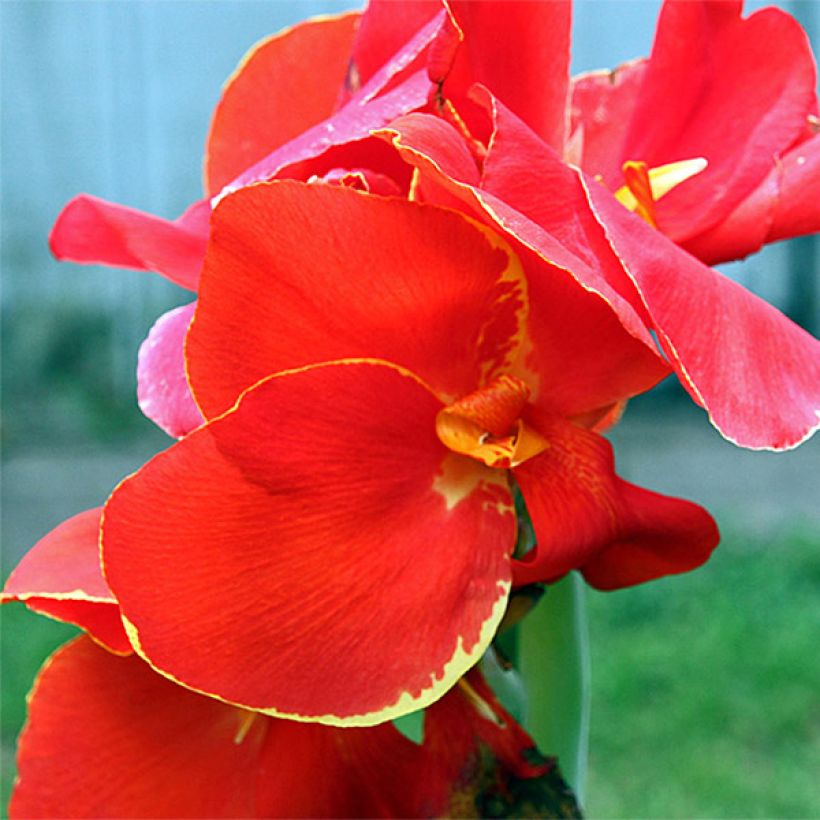 Blumenrohr Lolita - Canna (Blüte)