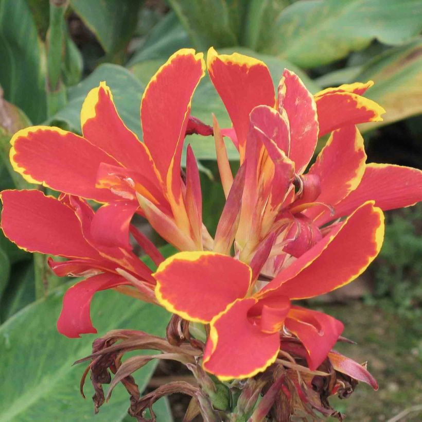 Blumenrohr Lucifer - Canna (Blüte)